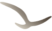 Icon gaivota